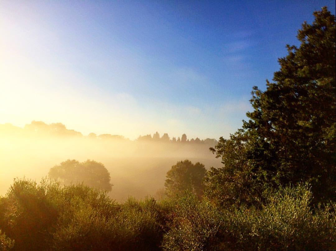 La campagna di Formello all'alba, con la nebbia tra gli alberi