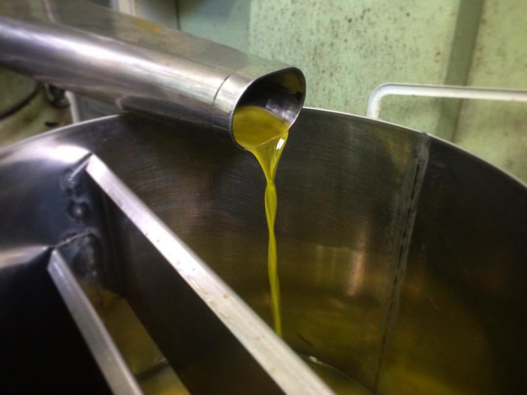 L'olio nuovo esce dal separatore del frantoio, appena spremuto dalle olive raccolte a Formello