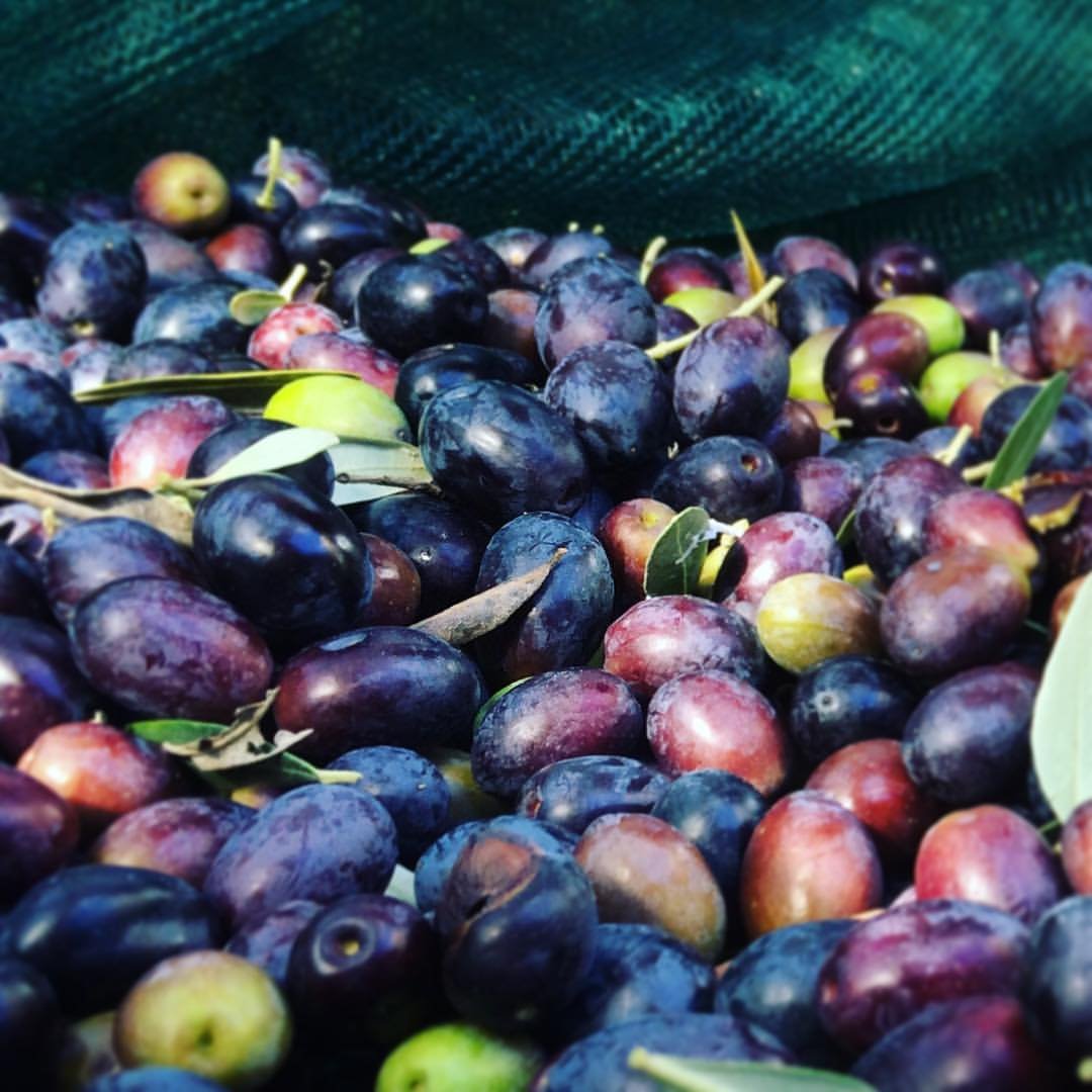 Olive nere, viola e verdi appena raccolte a Formello, ancora con qualche foglia, sulla rete della raccolta