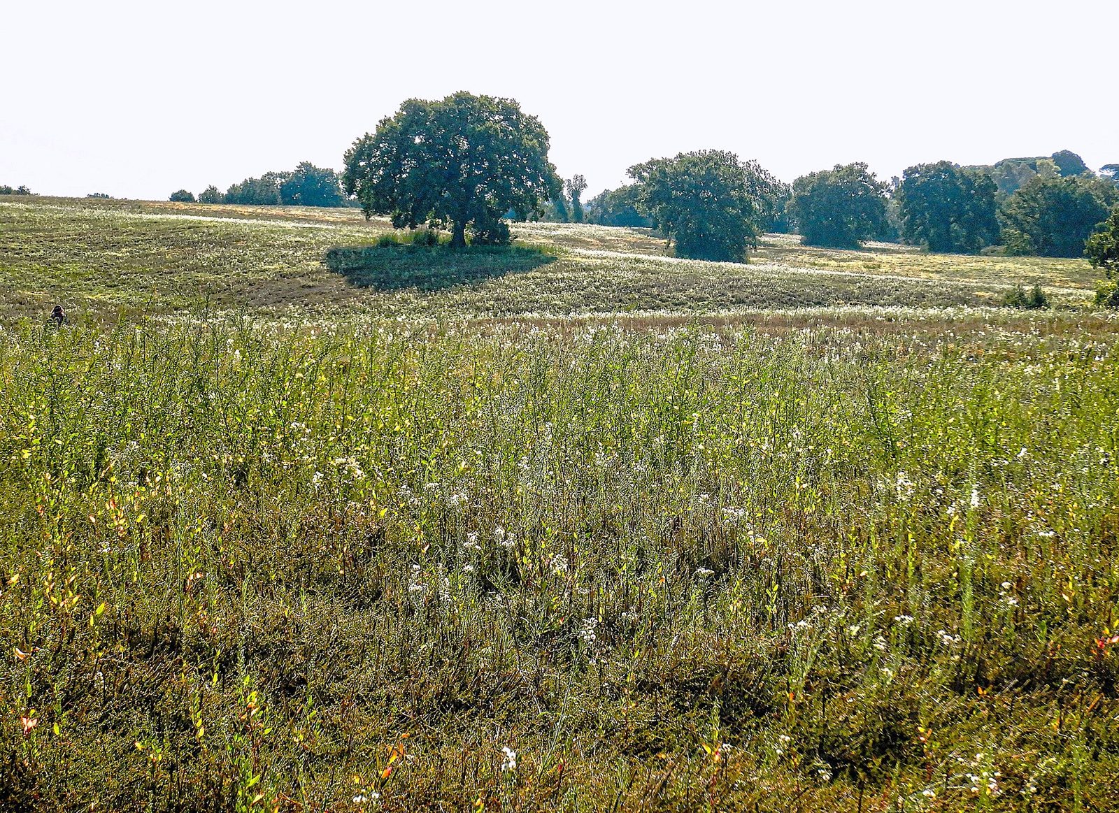 Campi e querce nel Parco di Veio