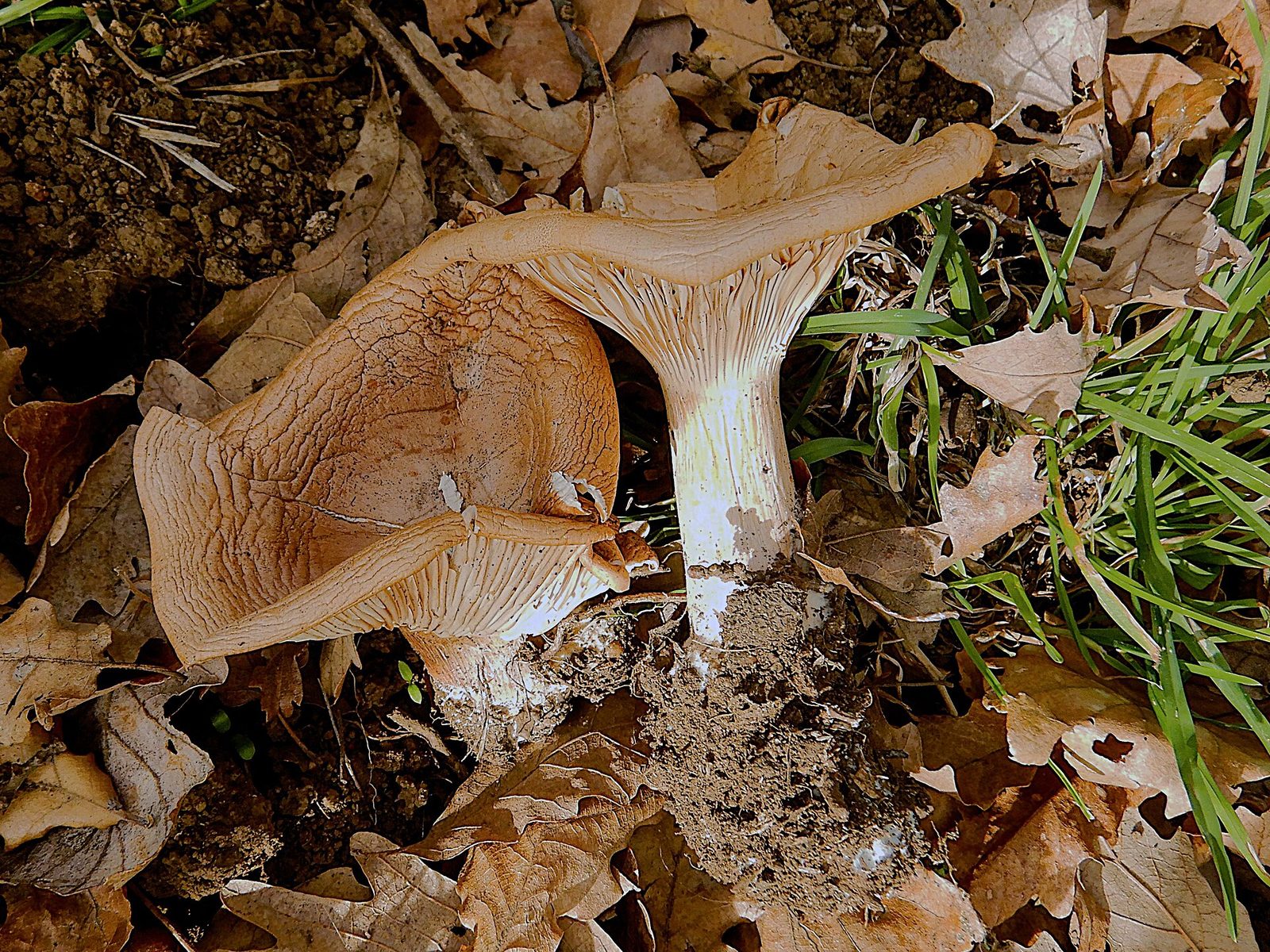 Funghi natalini (Infundibulicybe geotropa).jpg