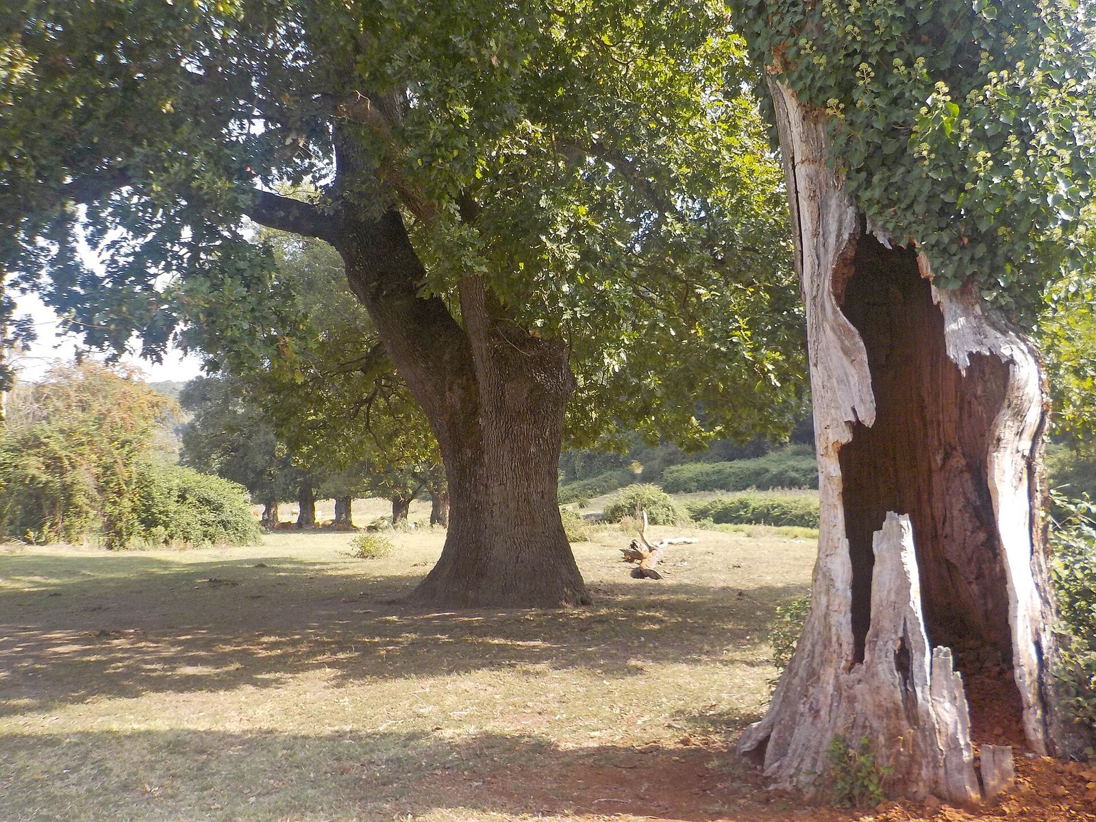Sotto l'ombra delle querce.jpg