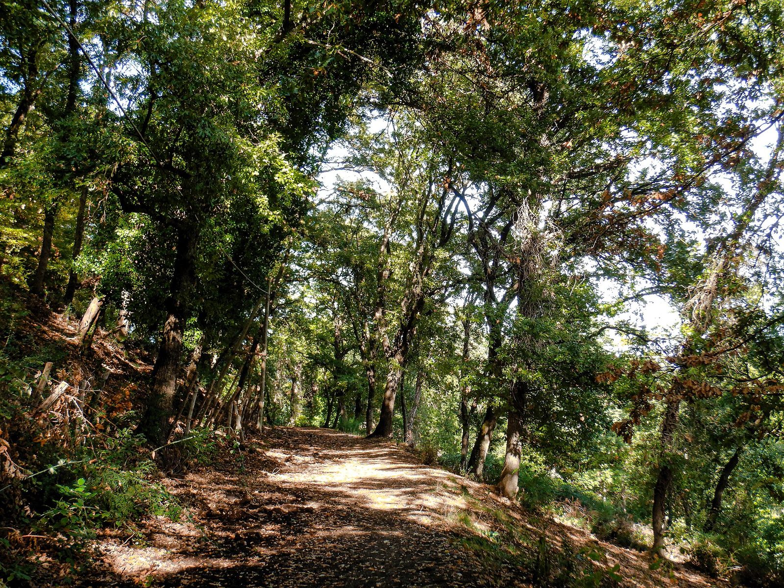 Sentiero sterrato nel bosco di querce a Monte Musino, nel Parco di Veio