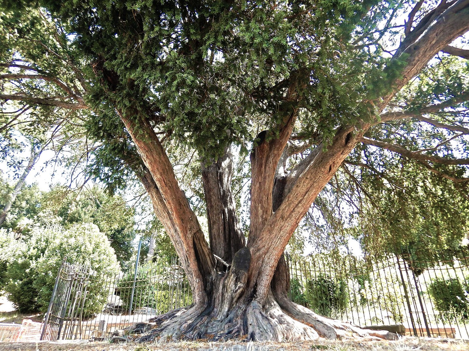 Il tasso monumentale.jpg
