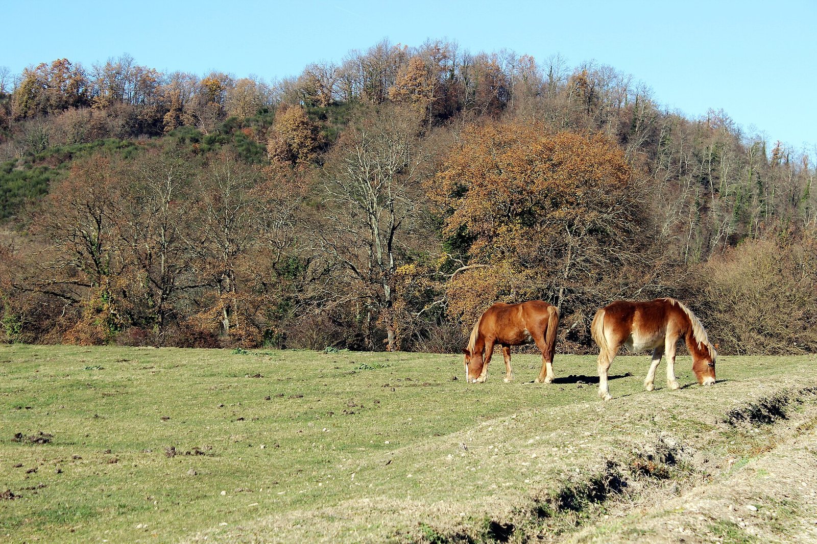 Cavalli al pascolo su un prato della Valle del Sorbo, nel Parco di Veio, con il bosco autunnale alle spalle