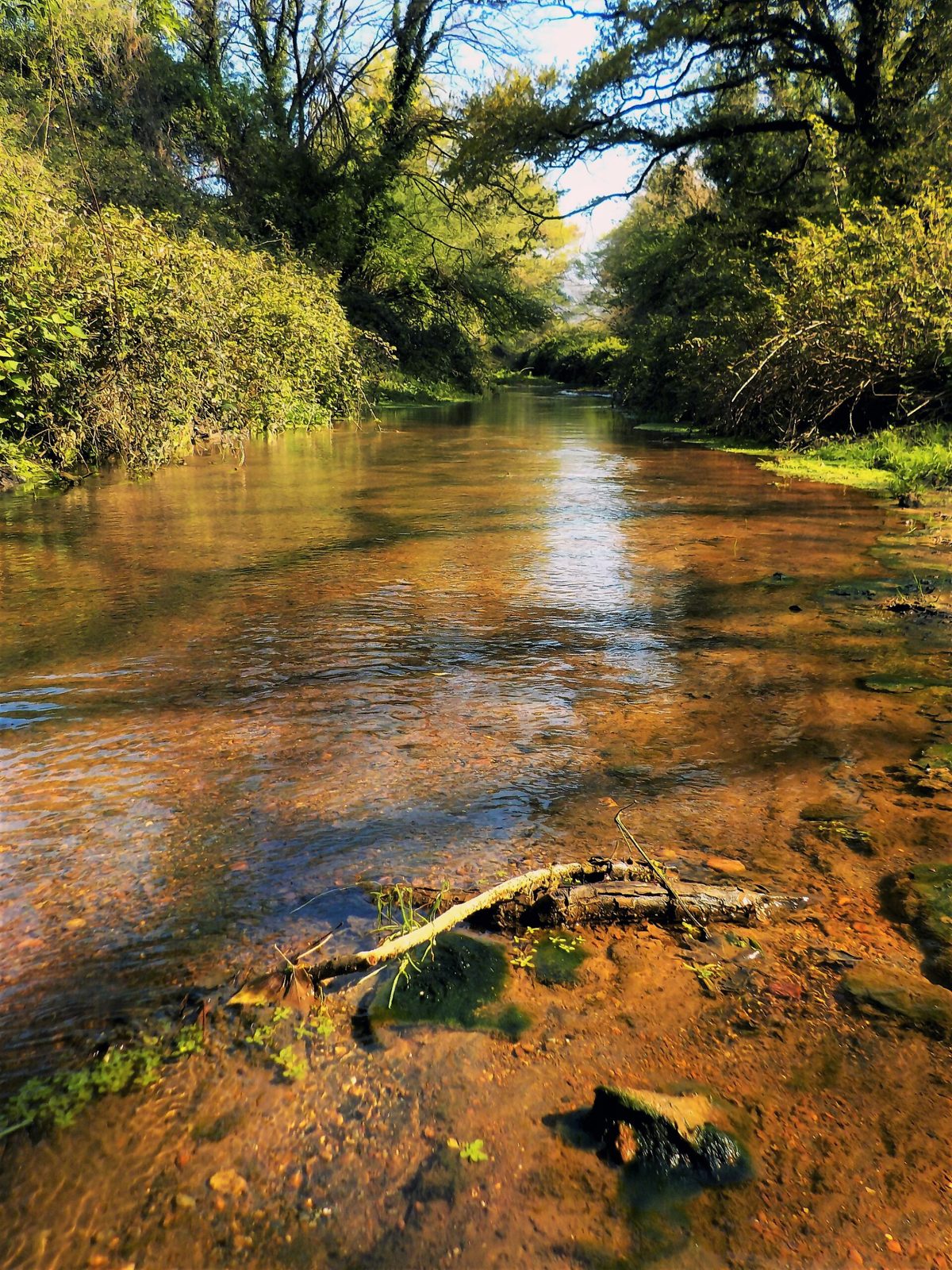 Il fiume Cremera alla Valle del Sorbo.jpg